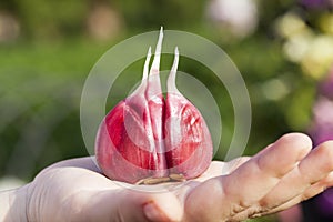 peeled red garlic