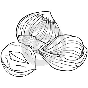 Peeled and in shell hazelnuts line art