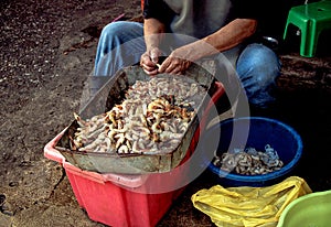 Peeled Shrimp in the Market