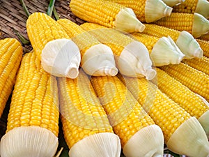 Peeled and Steamed Organic Corn on the Cob
