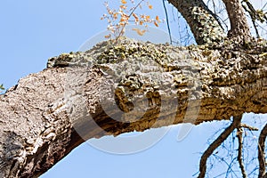 Peeled trunk of cork oaks in Extremadura, Spain