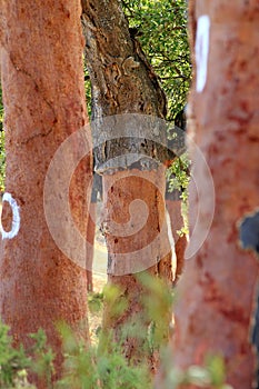 Peeled trunks of cork oaks in Alentejo, Portugal photo