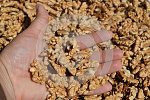 Peeled walnut kernels in hand