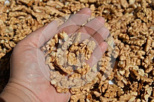 peeled walnut kernels in hand