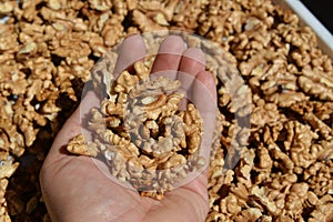 peeled walnut kernels in hand
