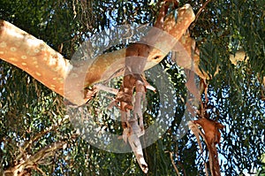 Peeling bark