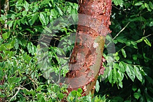 Peeling bark of the Bursera simaruba tree photo