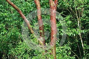 Peeling bark of the Bursera simaruba tree