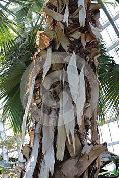 The Peeling Bark of a Dominican Palm Tree photo
