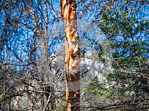 Peeling bark on tall tree, Juizhaigou National Park - China