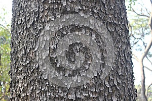 Peeling barks of the tree from trunk view