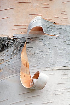 Peeling Birch Bark