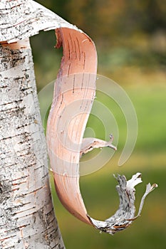 Peeling Birch Bark - side