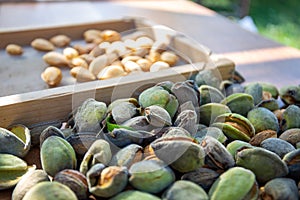 Peeling fresh almonds on an outdoor table in a sunny summer day. Home grown bio  food, farm life, country life