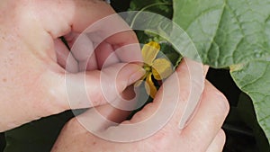 Peeling a male cantaloupe flower and using it to pollinate a female