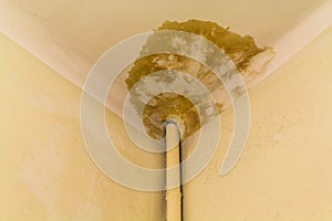 Peeling paint on the ceiling. Rusty water leaking pipe. Repair is required