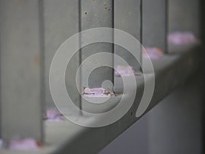 A peeling paint and rust of iron fence