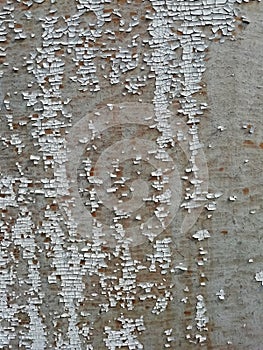 Peeling plaster texture. Background for design