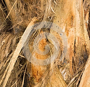 Peeling stringy bark of tree growing in plantation in Kauai