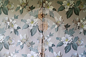 Peeling wallpaper on drywall plasterboard wall, with vintage white flowers and leaves