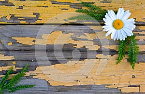 Peeling yellow paint on wooden boards, white chamomile. background