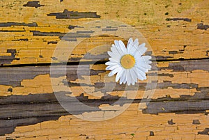 Peeling yellow paint on wooden boards, white chamomile. background