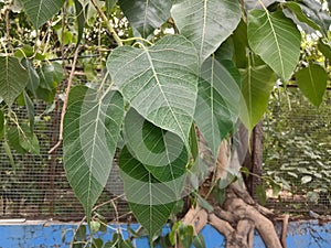 Peepal, Ficus religiosa, Sacred fig plant green colour leaves