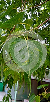 Peepal tree Ficus Religiosa Leaf Closeup Shot