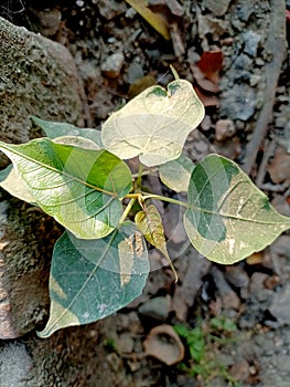 Peepal tree itis also known as the bodhi tree  peepul tree pipal tree or ashvattha tree