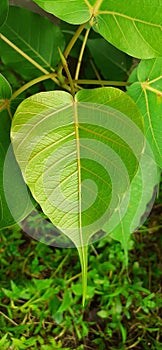 Peepal Tree Leaf on nature background