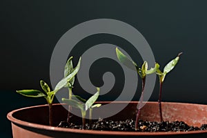 Peeper plants growing in flower pot isolated on dark background