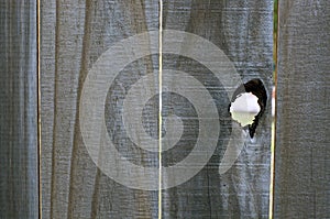 Peephole in old wood fence