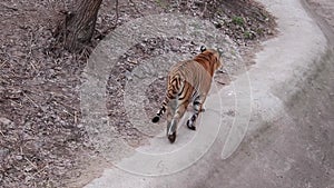 peeping on Big Tiger walk on concrete floor near stone wall in forest