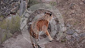 peeping on Big Tiger walk on concrete floor near stone wall in forest