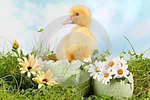 Peeping easter duckling photo