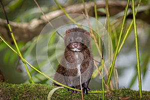 Peeping Mink