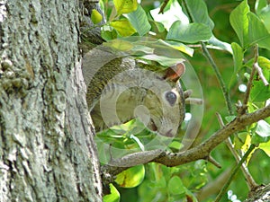 Peeping Squirel