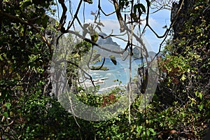 Peeping through the vines and trees