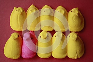 Peeps chicks one pink in a row of yellow