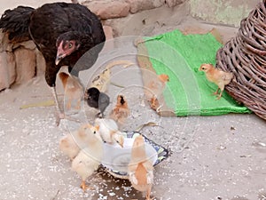 Peeps pullets cockerels with Mom