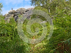 Peering through dense undergrowth to Birchen Edge cliff face and a lone climber