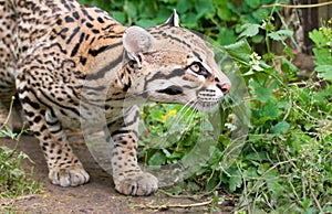 Peering ocelot