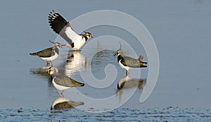 Peewit or Lapwing.