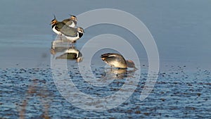 Peewit or Lapwing feeding in shallow lagoon with Teal duck.
