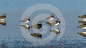 Peewit or Lapwing feeding in shallow lagoon with Teal duck.