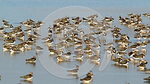 Peewit or Lapwing feeding in shallow lagoon with Teal duck.