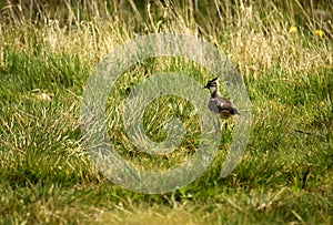 Peewit, lapwing vanellus vanellus