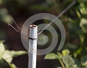 Peg in the garden