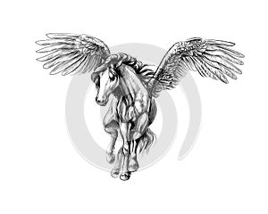 Pegasus mythical winged horse. Hand drawn sketch