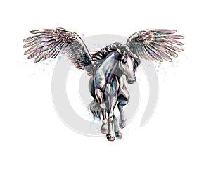 Pegasus mythical winged horse from splash of watercolors. Hand drawn sketch